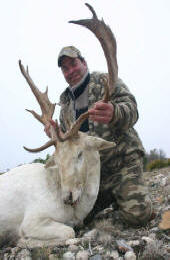 Texas Hill Country whitetailed deer