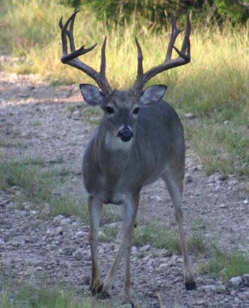 Big white-tailed buck at Berniard Ranch in Junction, TX.