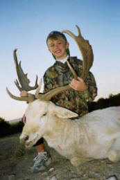 Texas Hill Country whitetailed deer