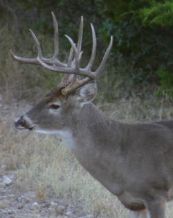 Beautiful white-tailed deer at Berniard Ranch in the Texas Hill Country.